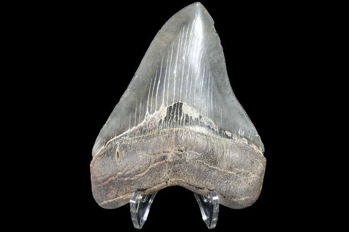 Serrated, Fossil Megalodon Tooth - Georgia #87092